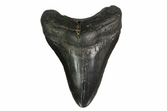 Fossil Megalodon Tooth - South Carolina #149395